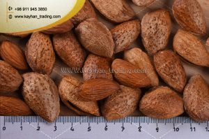 Selling High-quality Iranian Almond
