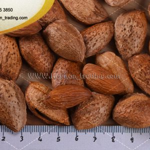 selling high-quality Iranian almond. Mamra almond has a high commercial value and the quality of its fruit is s