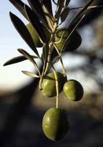 selling high-quality iranian olives