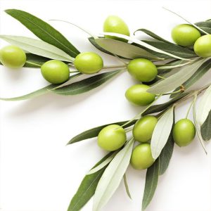 selling high-quality iranian olives